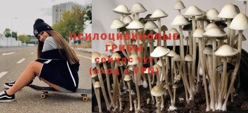 где можно купить   Можайск  Галлюциногенные грибы MAGIC MUSHROOMS 